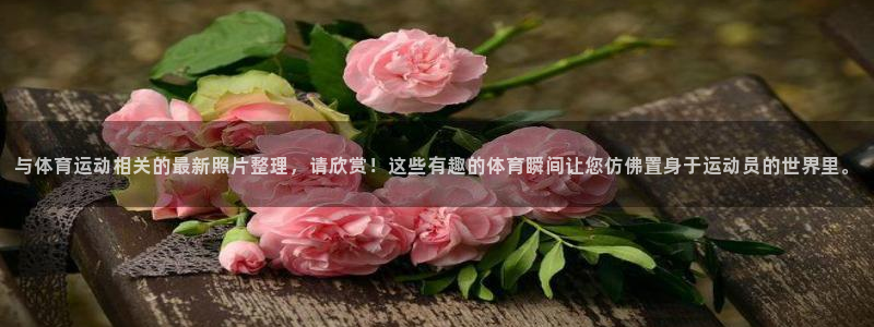 3377体育全网